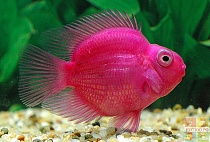 ПОПУГАЙ ПУРПУРНЫЙ размер M рыбка для аквариума/Cichlid-Parrot Purple/ 