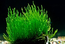 МОХ  ПЛАМЯ размер M растение для аквариума/Taxiphyllum sp.Flame moss/