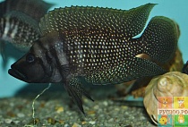 АЛЬТОЛАМПРОЛОГУС КАЛЬВУС БЛЭК размер L рыбка для аквариума/Altolamprologus calvus black/ 