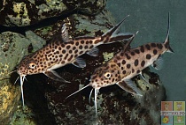 СИНОДОНТИС или ПЕРЕВЕРТЫШ СОМ размер S рыбка для аквариума/Synodontis nigriventris/ 