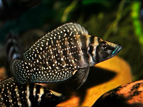 АЛЬТОЛАМПРОЛОГУС КАЛЬВУС БЛЭК размер S рыбка для аквариума/Altolamprologus calvus black/ 