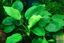 АНУБИАС НАНА размер.L растение для аквариума/Anubias nana/