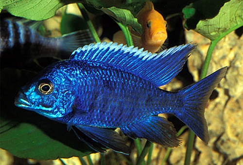  АУЛОНОКАРА КОРОЛЕВА НЬЯСА самец размер.M рыбка для аквариума/Aulonocara Nyassae/ 
