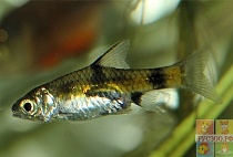БАРБУС СОЛНЕЧНЫЙ размер M рыбка для аквариума/Barbus gelius.Pentius gelius/ 