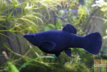МОЛЛИНЕЗИЯ ЧЕРНАЯ размер L рыбка для аквариума/Poecilia Sphenops Black Molly/ 