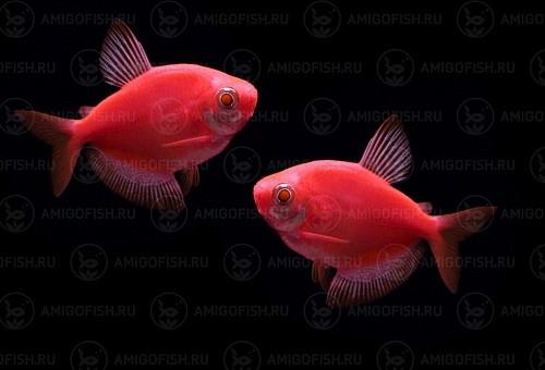 ТЕРНЕЦИЯ Glo Fish "КРАСНЫЙ ЗВЕЗДНЫЙ" размер M рыбка для аквариума/GLO Fisf Stafire Red/ 