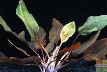 БУЦЕФАЛАНДРЫ размер S растение для аквариума/Buccphalandra sp.Shene Blue/ W.K./