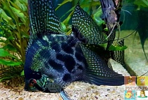 СКАЛЯРИЯ ПИНОЙ ГОЛУБОЙ КЛОУН размер M рыбка для аквариум/Pterophyllum scalare Pinoy/ 