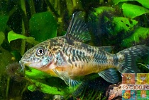КОРИДОРОС КРАПЧАТЫЙ СОМ размер M рыбка для аквариума/Corydoras Paleatus/ 