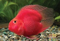 ПОПУГАЙ ПУРПУРНЫЙ СЕРДЦЕ размер S рыбка для аквариума/Cichlid-Blood Parrot Purple Assorted Heart/ 