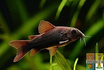 КОРИДОРОС ВЕНЕСУЭЛА БЛЕК СОМ размер M рыбка для аквариума/Corydoras sp. Black Venezuela/ 
