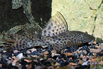 ПЛЕКОСТОМУС размер S рыбка для аквариума/Hypostomus plecostomus/ 