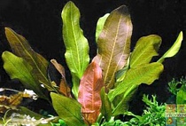 ЭХИНОДОРУС БОЛЬШОЙ МЕДВЕДЬ размер M растение для аквариума/Echinodorus Big Bear Groser Bar/