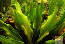 ЭХИНОДОРУС МАЙОР размер M растение для аквариума /Echinodorus Major/