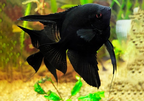 СКАЛЯРИЯ ЧЕРНЫЙ БАРХАТ ВУАЛЕВАЯ рамер М рыбка для аквариум/Pterophyllum scalare black/ 