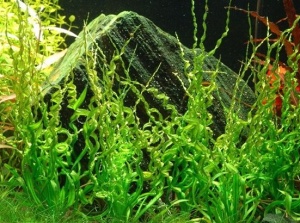 ЭХИНОДОРУС ВЕЗУВИЙ размер S растение для аквариума /Echinodorus Vesuvius/