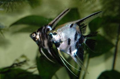 СКАЛЯРИЯ МРАМОРНЫЙ БРИЛЛИАНТ раэмер.S рыбка для аквариум/ Pterophyllum angel diamont blue/ 