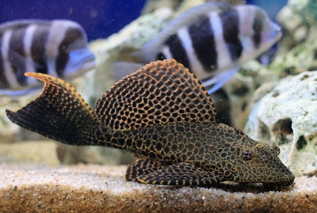  ПАРЧОВЫЙ ПТЕРИГОПЛИКТ СОМ  размер.L рыбка для аквариума/Pterygoplichthys gibbiceps/ 