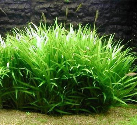 ЭХИНОДОРУС ЛАТИФОЛИУС размер M растение для аквариума /Echinodorus latifolius, xingu/