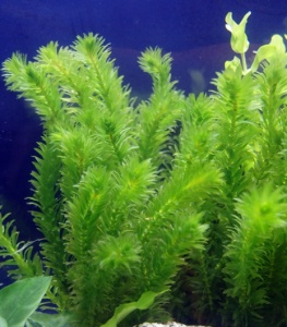 ЭЛОДЕЯ размер M растение для аквариума/Elodea canadensis/
