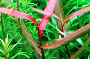ПОЛИГОНУМ РЕД размер M растение для аквариума/Polygonum sp.Red South America/