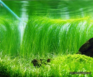 ЭЛЕОХАРИС КСИНГУ или СИТНЯГ ГИГАНСКИЙ размер M растение для аквариума/Eleocharis sp.Xingu/