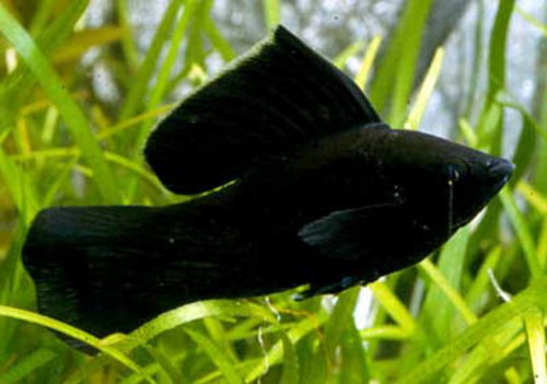  МОЛЛИНЕЗИЯ ВЕЛИФЕРА ЧЕРНАЯ размер L рыбка для аквариума/Poecilia velifera Black Moily/ 