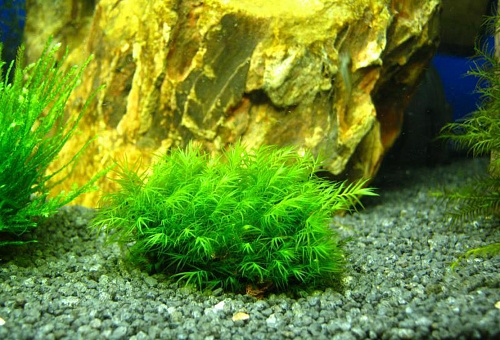 МОХ РОЖДЕСТВЕНСКИ или КРИСТМАС на камне растение.для аквариума/Christmas moss/