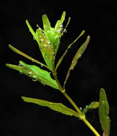 РОТАЛА ЦЕЙЛОН размер M растение для аквариума/Rotala sp.Ceylon/