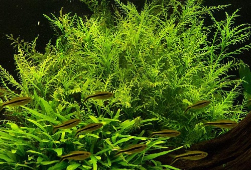 ГИГРОФИЛА ОДОРА размер M растение для аквариума/Hygrophilla Odora/