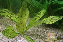 ЭХИНОДОРУС КРАПЧАТЫЙ размер M растение для аквариума /Echinodorus Aspersus/