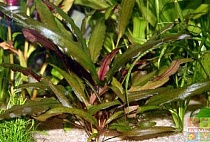 КРИПТОКОРИНА ВЕНДТА коричневая размер L растение для аквариума/Cryptocoryne wendtii brown/