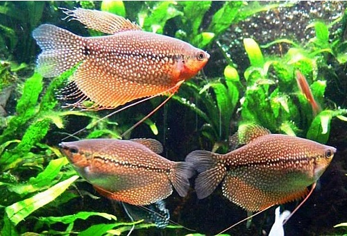 ГУРАМИ ЖЕМЧУЖНЫЙ размер.L рыбка для аквариума/Trichogaster Leerii/ 