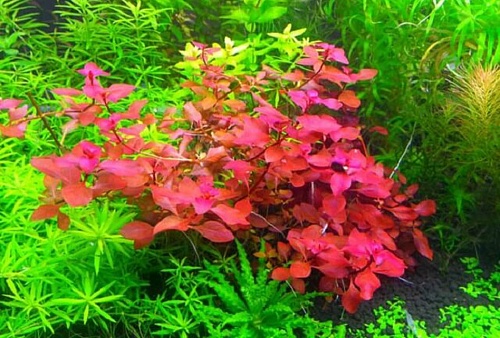 ЛЮДВИГИЯ СУПЕР РЕД размер M растение для аквариума/Ludwigia palustris super red/
