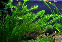 ЭЛОДЕЯ размер L растение для аквариума/Elodea canadensis/