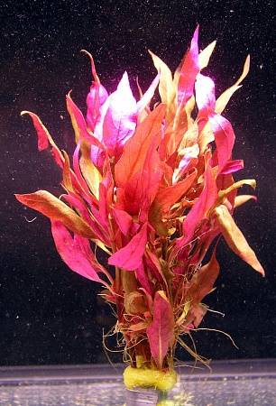 АЛЬТЕРНАНТЕРА РЕЙНЕКА МИНИ Вабикусе размер M растение для аквариума/Alternanthera reinecrii sp Mini/