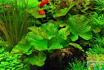 НИМФЕЯ ТИГРОВАЯ ЗЕЛЕНАЯ размер L растение для аквариума/Nymphaea lotus Tiger Green/
