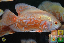 АСТРОНОТУС ТИГРОВЫЙ АЛЬБИНОС размер М рыбка для аквариума/Astronotus Tiger Albino Oscar/ 