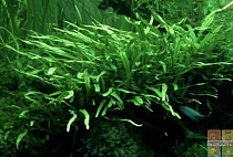 МИКРОСОРУМ КРЫЛОВИДНЫЙ УЗКОЛИСТНЫЙ размер S растение .для аквариума/Microsorum pteropus Narrow leaf/