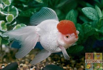ОРАНДА КРАСНАЯ ШАПОЧКА размер.M рыбка для аквариума/Tancho Oranda Red cap/ 
