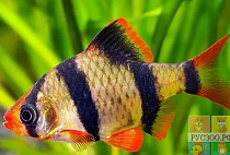 БАРБУС СУМАТРАНСКИЙ размер M рыбка для аквариума/Barbus Puntius tetrazona/ 