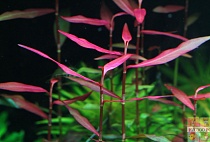 ПОЛИГОНУМ РЕД размер M растение для аквариума/Polygonum sp.Red South America/