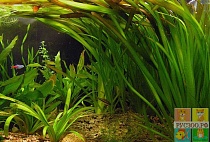 ВАЛЛИСНЕРИЯ ГИГАНСКАЯ размер S растение для аквариума/Vallisneria gigantea/