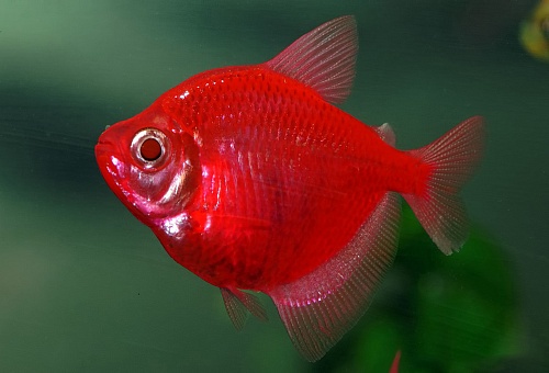  ТЕРНЕЦИЯ Glo Fish "КРАСНЫЙ ЗВЕЗДНЫЙ" размер M рыбка для аквариума/GLO Fisf Stafire Red/ 