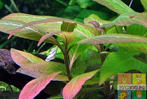 ГИГРОФИЛА ЛИМОННИК PЭД размер M растение для аквариума/Hygrophila corymbosa red/