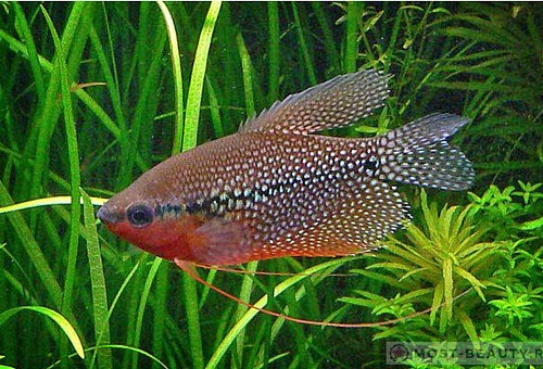 ГУРАМИ ЖЕМЧУЖНЫЙ размер.L рыбка для аквариума/Trichogaster Leerii/ 