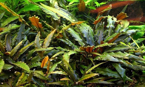 КРИПТОКОРИНА ВЕНДТА коричневая размер L растение для аквариума/Cryptocoryne wendtii brown/