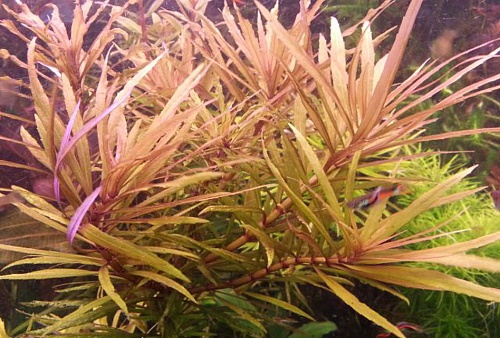 ПОГЕСТЕМОН КИМБЕРЛЕЙ размер M растение для аквариума/Pogostemon sp.Kimberley/