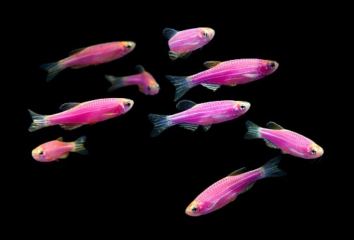  ДАНИО GLO FISH ГАЛАКТИЧЕСКИЙ ПУРПУРНЫЙ размер.М рыбка для аквариума/Danio Glofish Galactic Purple/ 