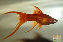 МЕЧЕНОСЕЦ ПАРУСНЫЙ ВИЛЬЧАТЫЙ размер M рыбка для аквариум/Xiphophorus Assorted Hifin/ 